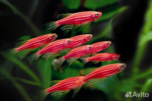 Рыбки цветные Данио и водорослиеды полезные рыбки купить на Зозу.ру - фотография № 1