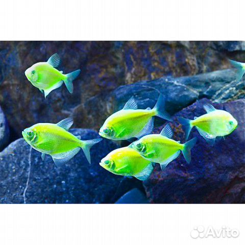 Цветные рыбки гло Тернеции купить на Зозу.ру - фотография № 4