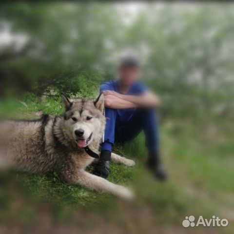 Аляскинский маламут купить на Зозу.ру - фотография № 2