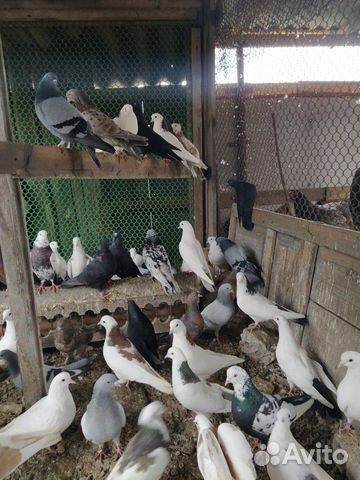 Высоколетные летные голуби купить на Зозу.ру - фотография № 2