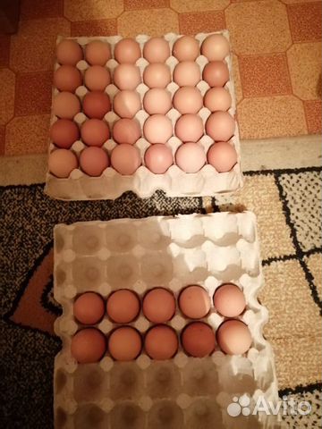 Инкубационные яйцо купить на Зозу.ру - фотография № 1