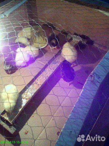 Цыплята и инкубационное яйцо чистопородных кур купить на Зозу.ру - фотография № 1