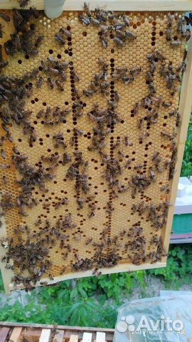 Пчелы.Пчелопакеты 3+1 на рамку дадан и 4+1 рутта купить на Зозу.ру - фотография № 1