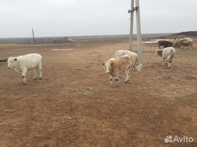 4 Телята и 3 лошади 1 жеребец обученый 2 кобылы купить на Зозу.ру - фотография № 1