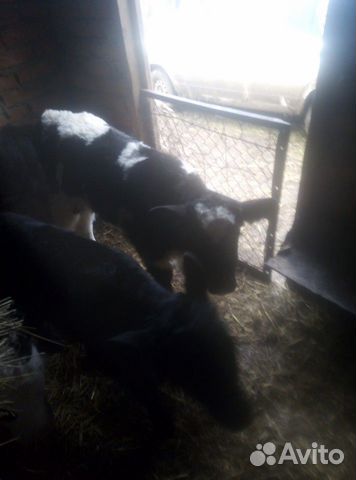 Бычки от своих коров 8 голов купить на Зозу.ру - фотография № 2