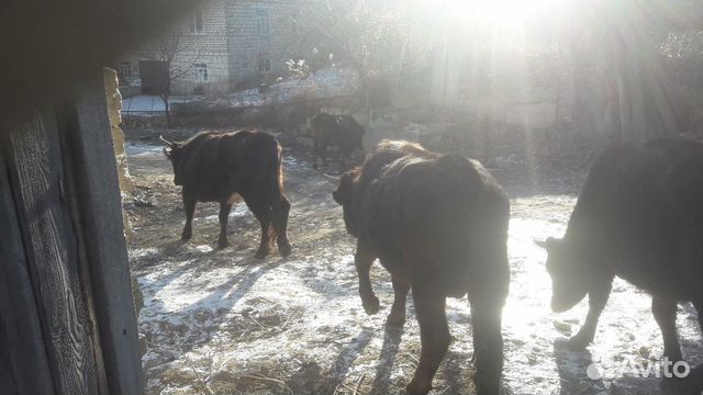 Продаются коровы и бычок купить на Зозу.ру - фотография № 1