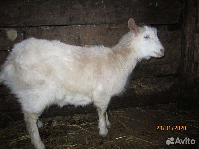 Зааненская коза с козлятами купить на Зозу.ру - фотография № 5