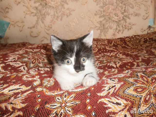Отдам котенка в хорошие руки купить на Зозу.ру - фотография № 1