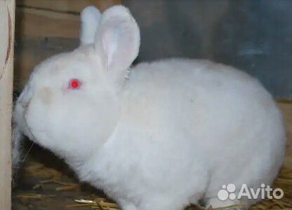 Кролики новозеландский белый и красный купить на Зозу.ру - фотография № 4