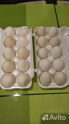 Цыпленок, яйцо на инкубацию купить на Зозу.ру - фотография № 9