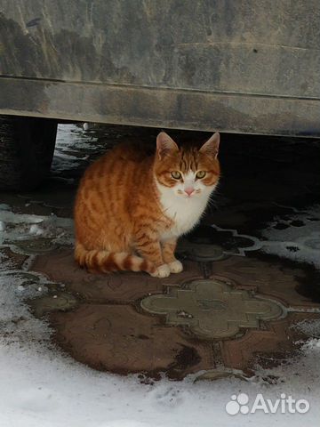 Рыжий котенок мальчик в добрые руки купить на Зозу.ру - фотография № 2
