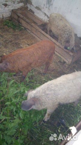 Свиньи породы венгерская мангалица купить на Зозу.ру - фотография № 1