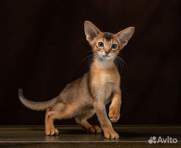 Котята Абиссинские