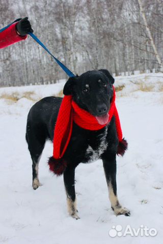 Отдам в хорошие руки, метис лабрадора