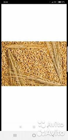 Зерносмесь, пшеница, ячмень, в наличии купить на Зозу.ру - фотография № 3