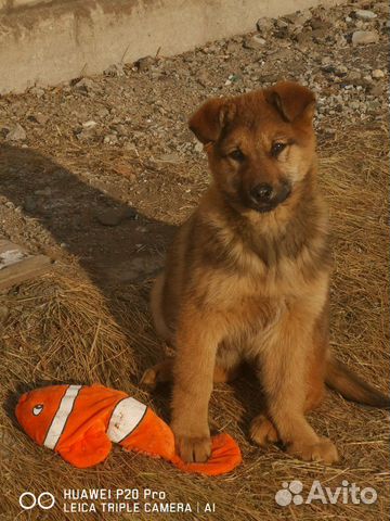 Рыжий щенок купить на Зозу.ру - фотография № 4