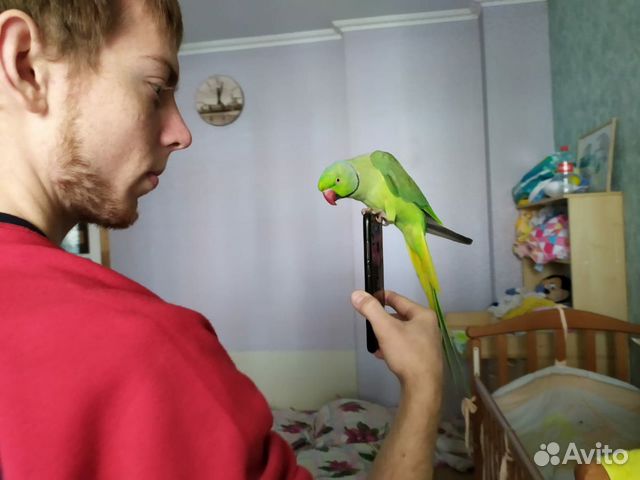 Продам самца ожерелового попугая купить на Зозу.ру - фотография № 3