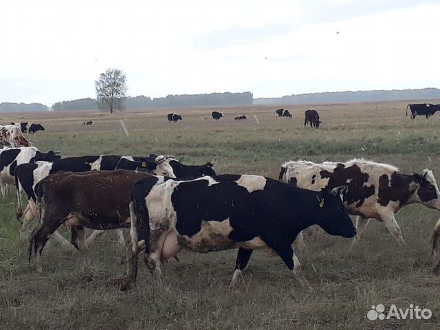 Коровы, нетеля, телки купить на Зозу.ру - фотография № 3