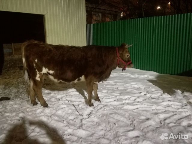 Продам коров, телочек купить на Зозу.ру - фотография № 10