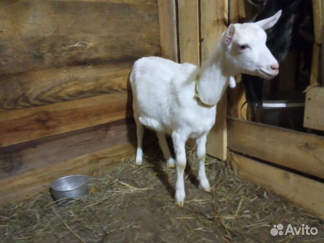 Зааненские козы купить на Зозу.ру - фотография № 1