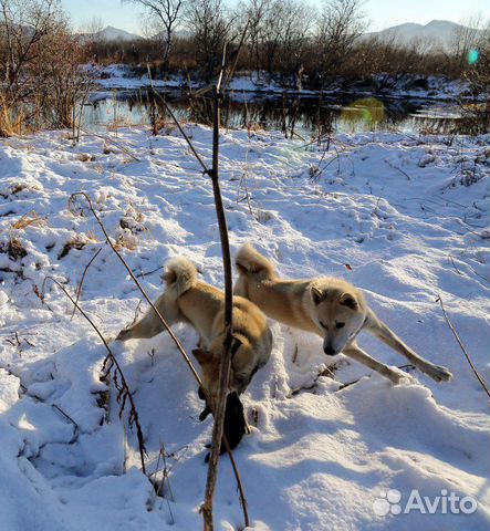 Продам щенка западно- сибирской лайки купить на Зозу.ру - фотография № 2