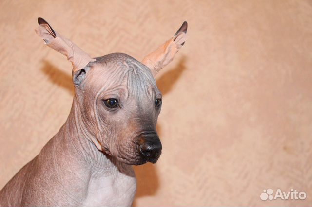 Ксолоинкуинтли, мексиканская голая собака купить на Зозу.ру - фотография № 2