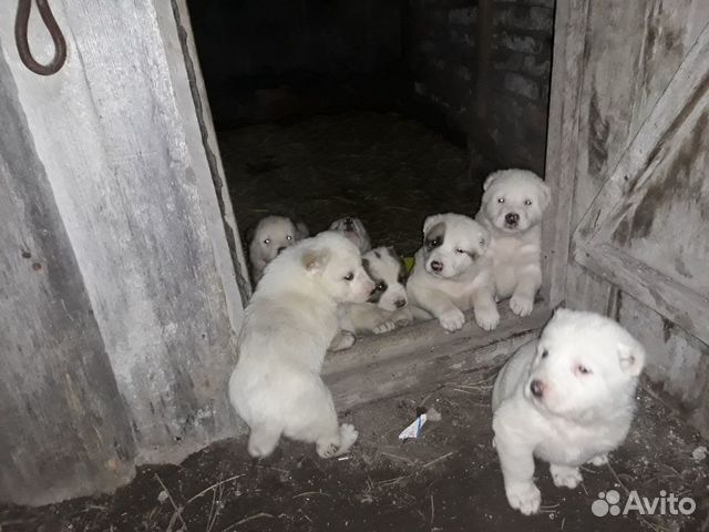 Продам щенят алабаи купить на Зозу.ру - фотография № 6