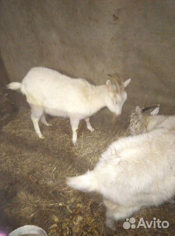Продам козла и козу котную 2 козочки одна уже доит купить на Зозу.ру - фотография № 2