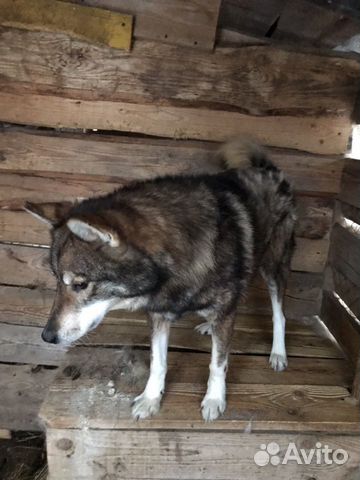 Охотничья собака «Лайка» купить на Зозу.ру - фотография № 2