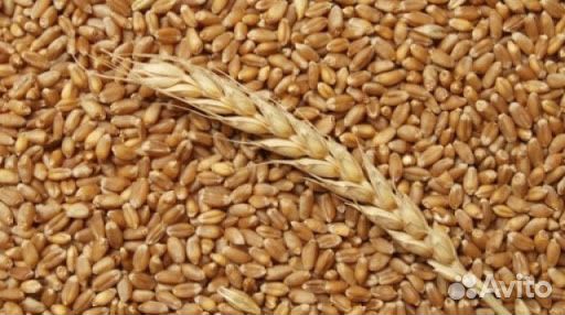 Пшеница(зерно) купить на Зозу.ру - фотография № 1