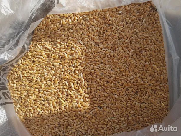 Пшеница сухая, отличного качества купить на Зозу.ру - фотография № 2