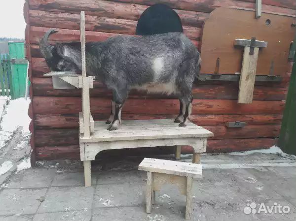 Станок для дойки коз купить на Зозу.ру - фотография № 4