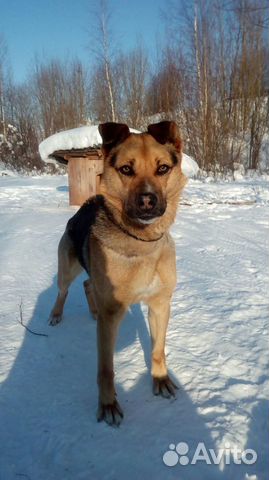 Собака-охранник в добрые руки купить на Зозу.ру - фотография № 2