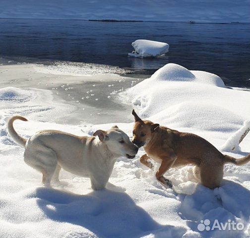 Белая собака, метис купить на Зозу.ру - фотография № 3
