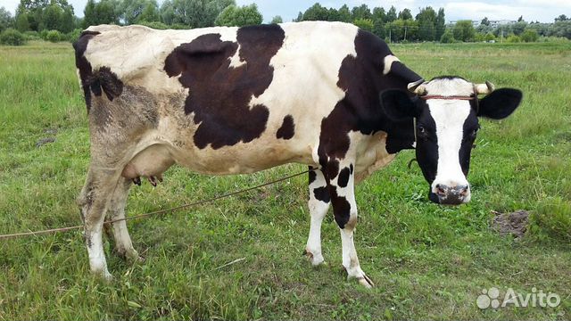 Корова голштинка купить на Зозу.ру - фотография № 1