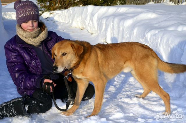 Собака ищет дом и ждет хозяина купить на Зозу.ру - фотография № 3