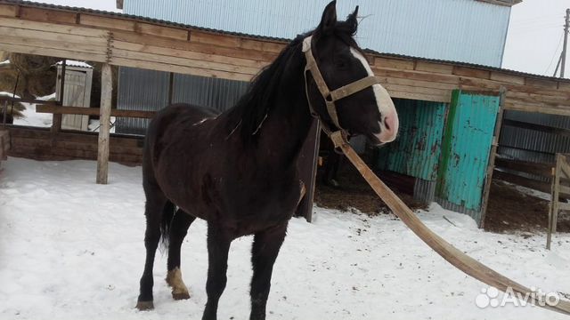 Лошадь -Мерен купить на Зозу.ру - фотография № 2