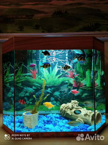 Готовый аквариум с рыбками купить на Зозу.ру - фотография № 4