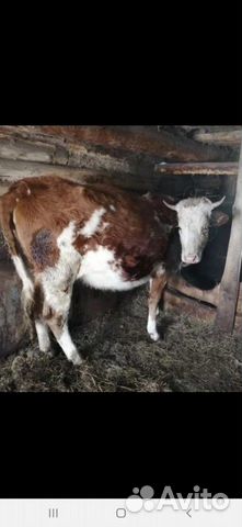 Корова первоотелка с теленком купить на Зозу.ру - фотография № 1