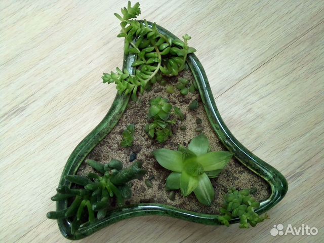 Флорариум суккулентная композиция Флорариум суккулентная композиция