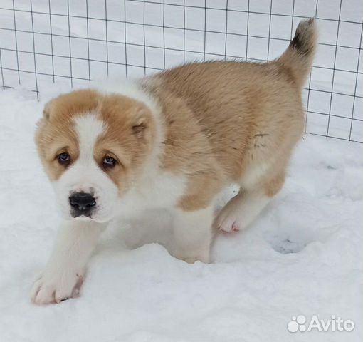 Купить Щенка Алабая В Челябинской Области