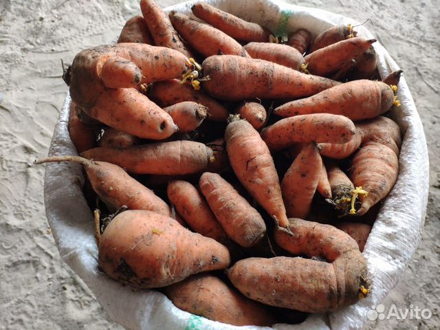 Второй сорт морковь купить на Зозу.ру - фотография № 5
