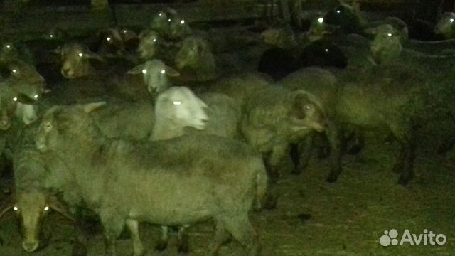 Овцы валухи купить на Зозу.ру - фотография № 4