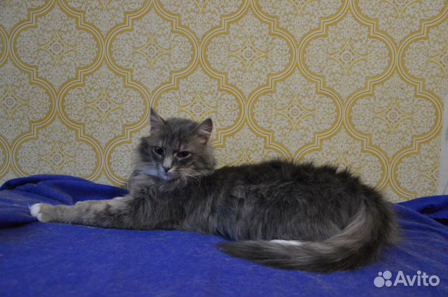 Кошечка Кошечка