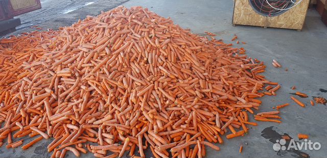 Морковка кормовая купить на Зозу.ру - фотография № 1