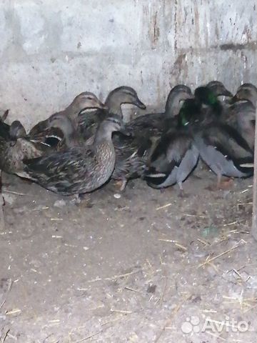 Подсадные утки(тульские) купить на Зозу.ру - фотография № 3
