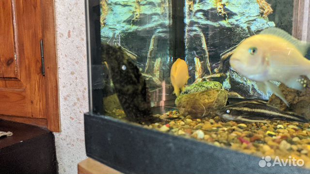 Аквариумные Рыбки купить на Зозу.ру - фотография № 4