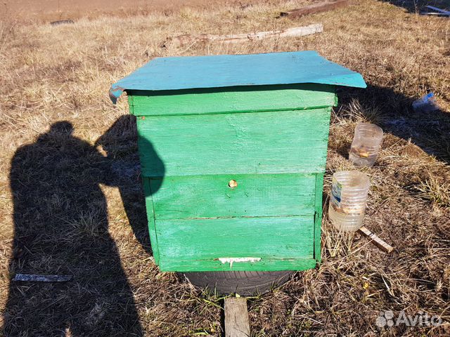 Продаются пчелы Карпатки купить на Зозу.ру - фотография № 4