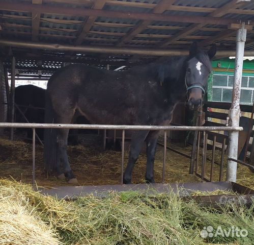 Лошадь, кобылы купить на Зозу.ру - фотография № 5