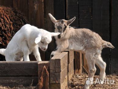 Продаются коза с козлятами 5т р Красный ключ купить на Зозу.ру - фотография № 1